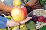 Яблочный фестиваль Антей и Грессан