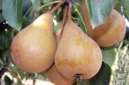 Martin Sec Pears