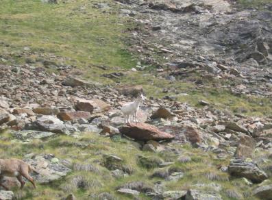 Fiocco di Neve, the white alpine ibex