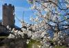 Castello di Châtel Argent e mandorlo in fiore