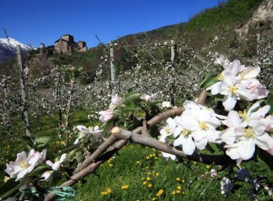 Castillo de Sarriod de La Tour, viñedos y manzanos