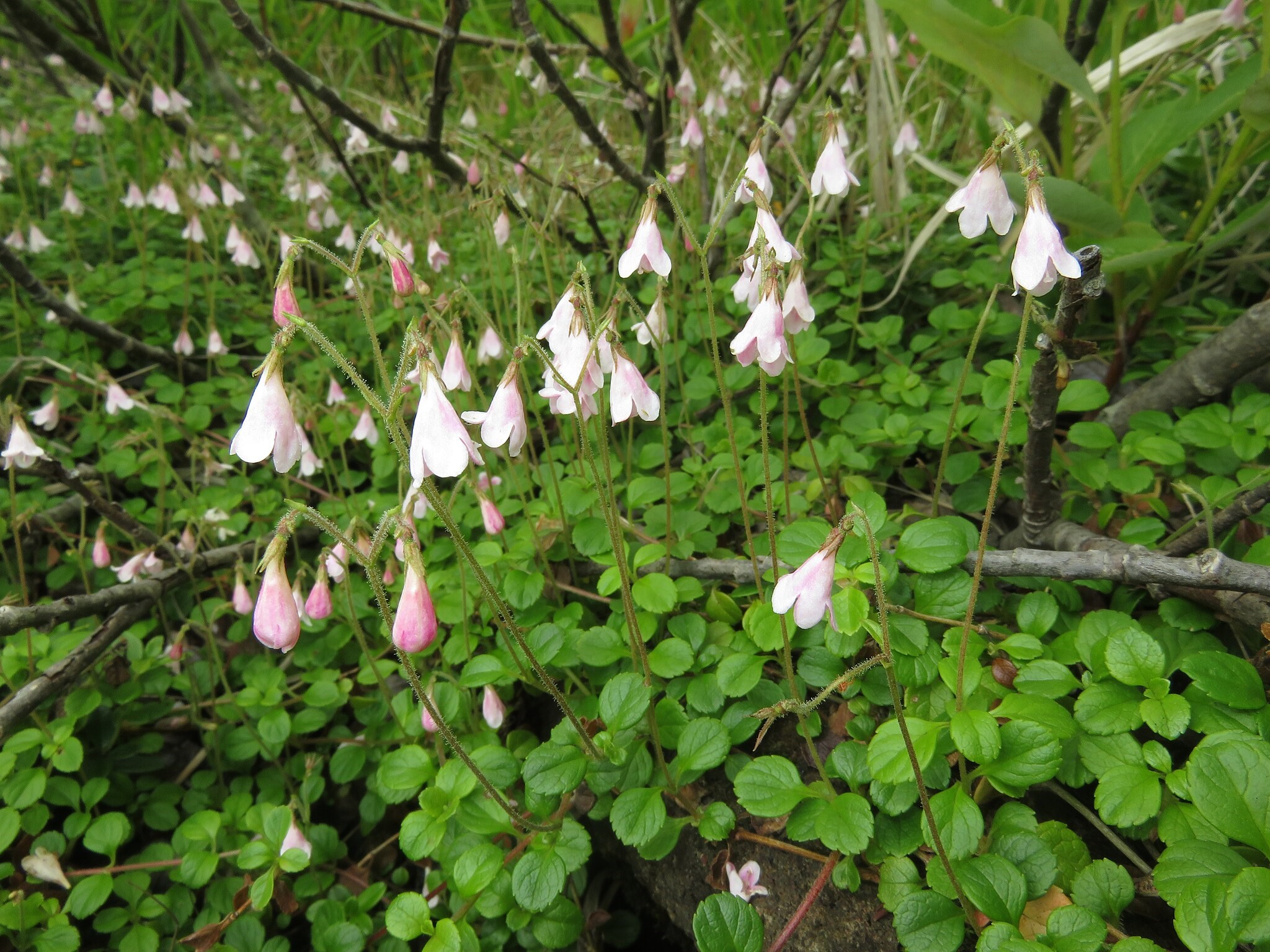 Linnaea borealis