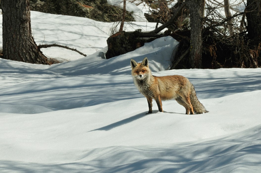 Volpe nella neve