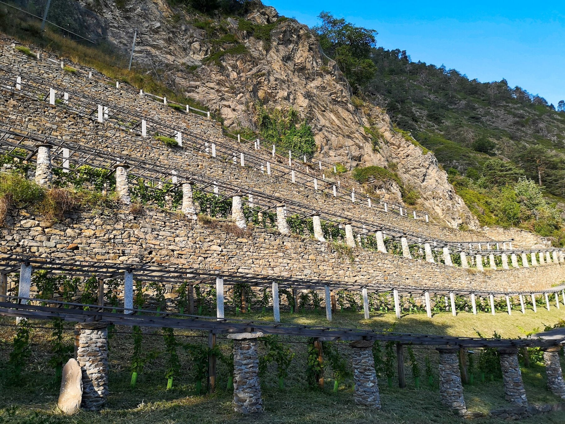 terraced vineyards