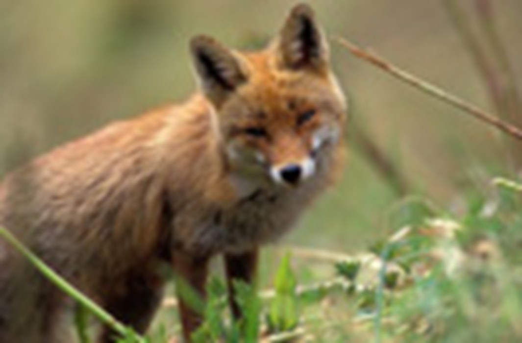 Nature parks and flora and fauna Nature parks and flora and fauna