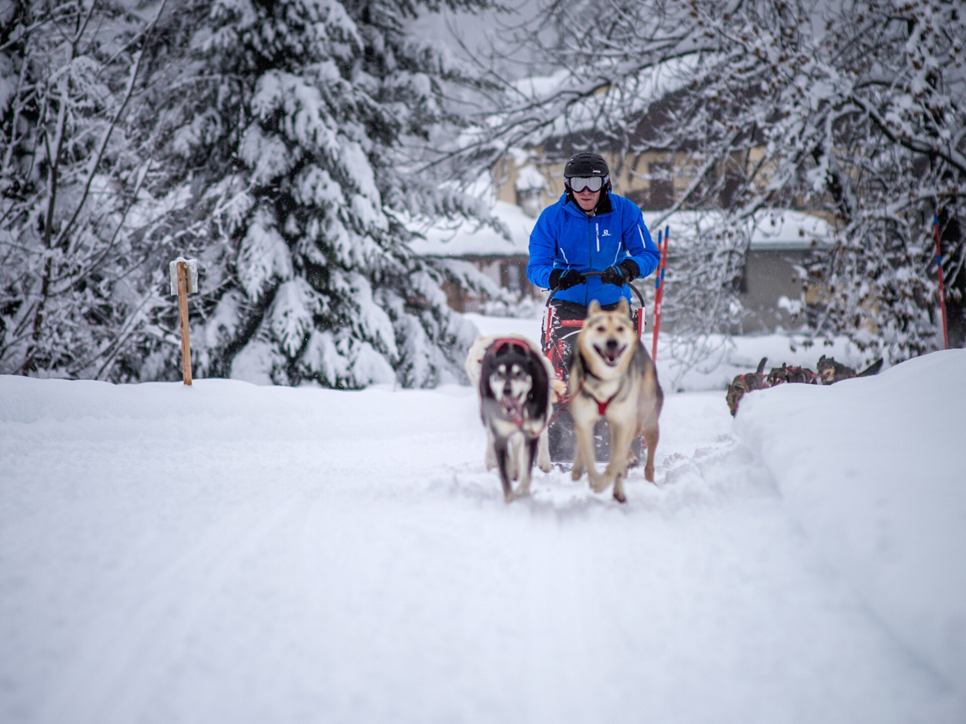 Sled dog - cani da slitta