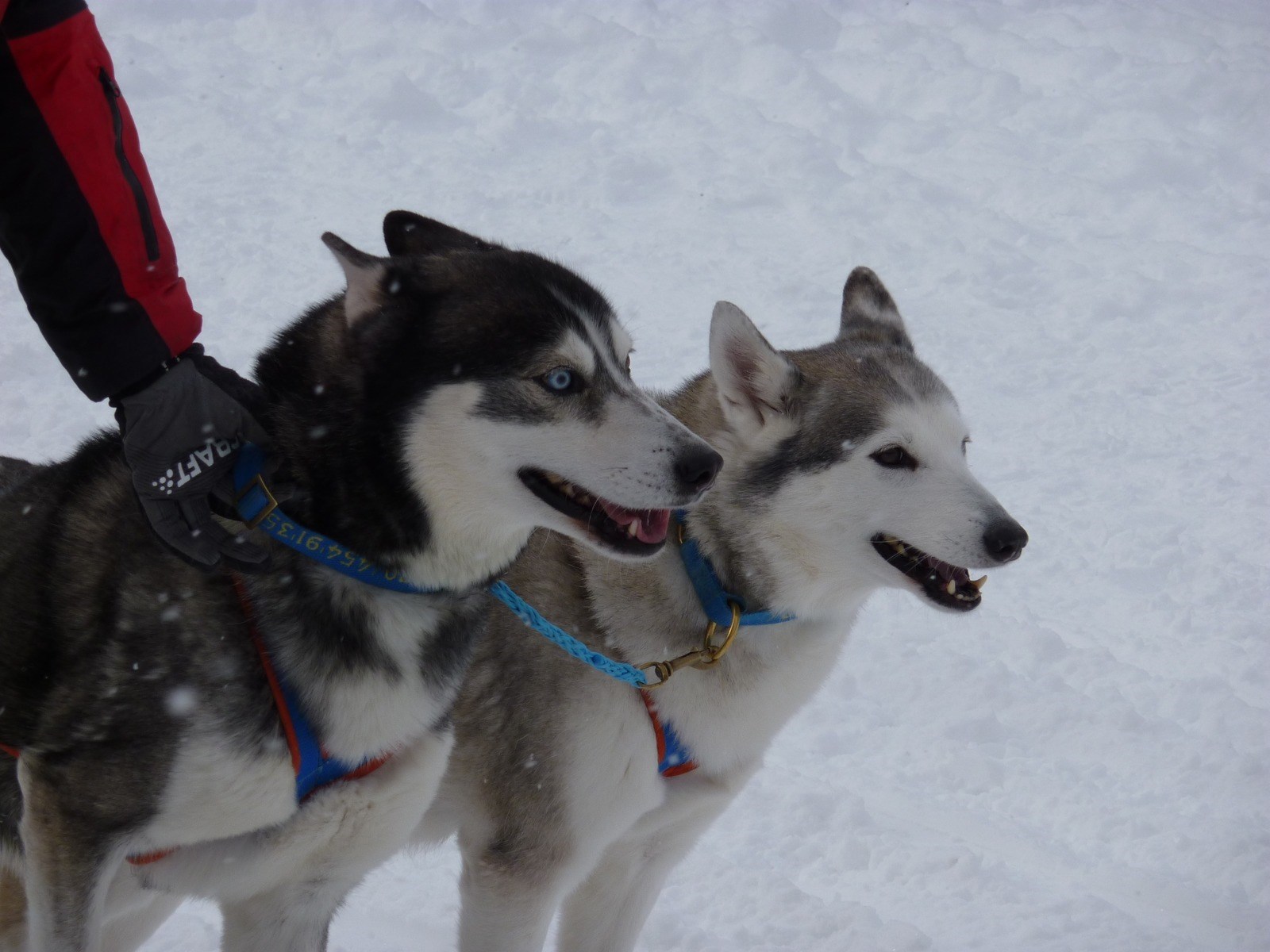 Sleddog a Breuil-Cervinia Sleddog a Breuil-Cervinia