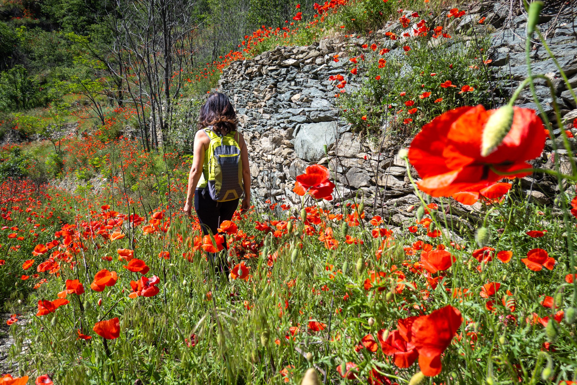 balteo banner papaveri