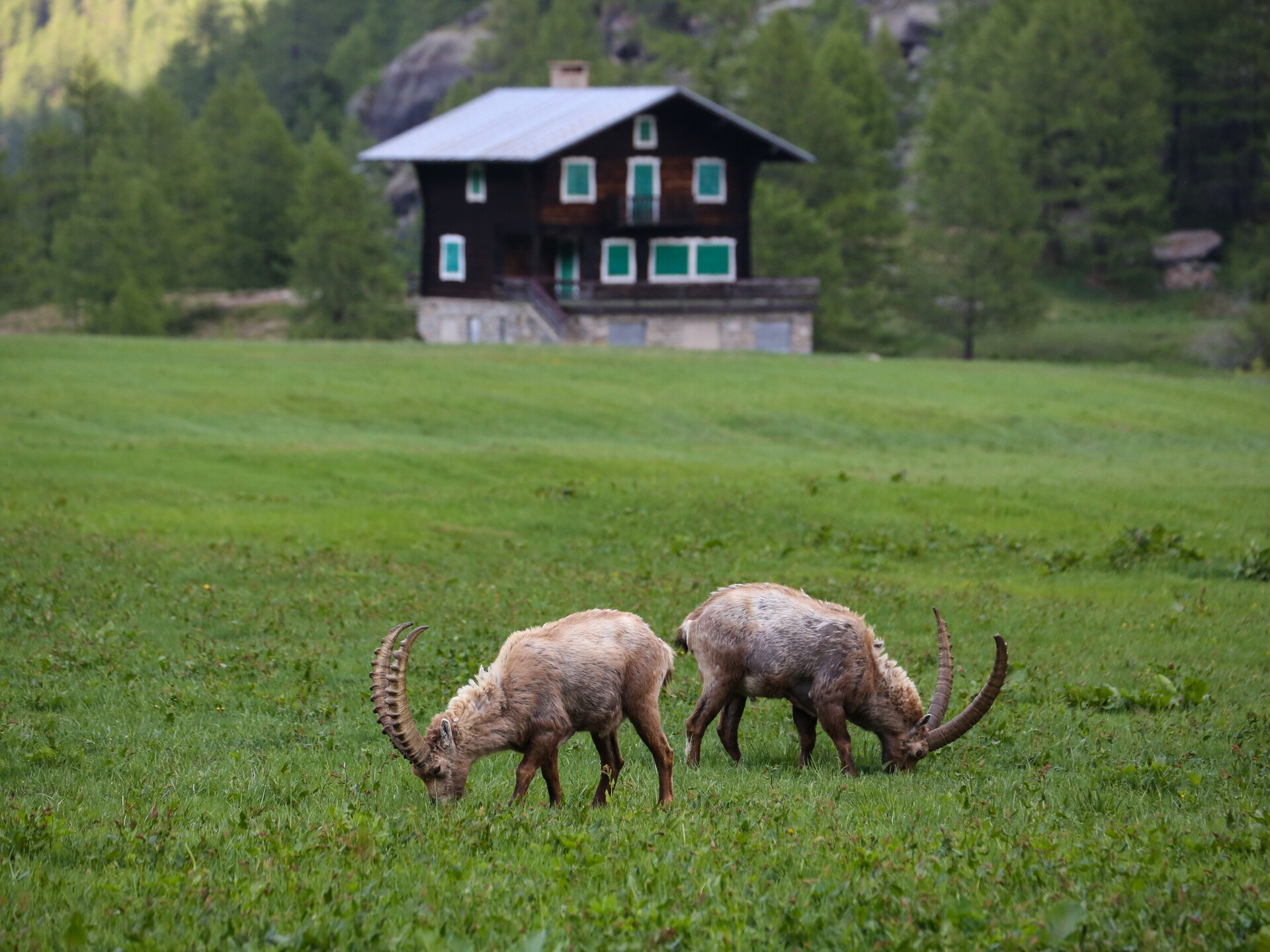 Parco nazionale del Gran Paradiso