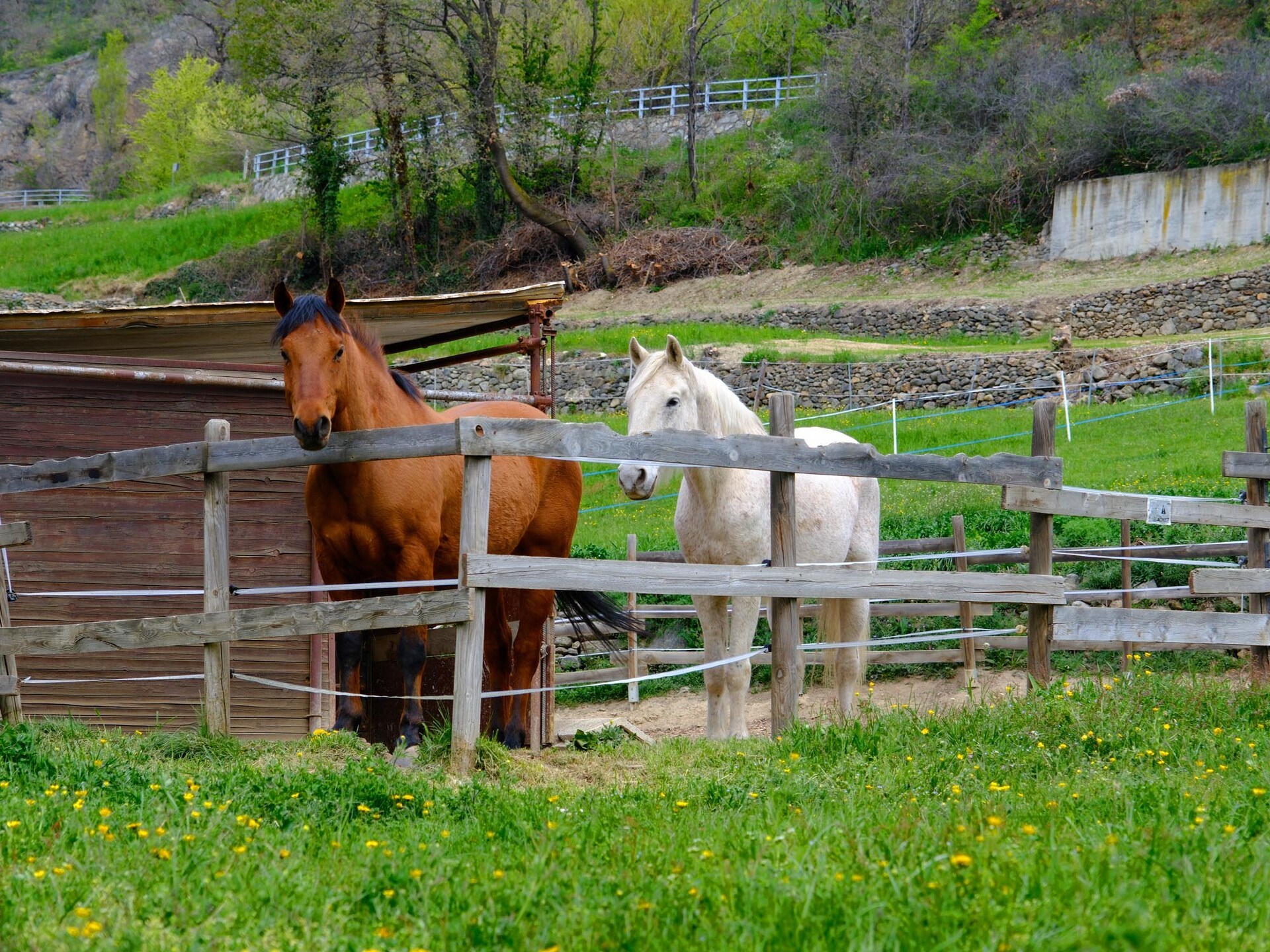 Reiten