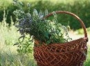 Gli incontri di etnobotanica con Fiorenza Cout
