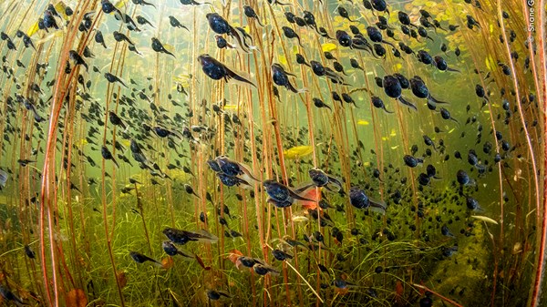 Wildlife Photographer of the Year