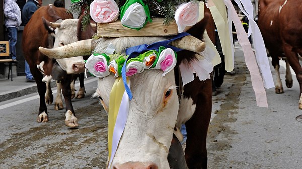 La Dézarpa  (desfile de vacas)