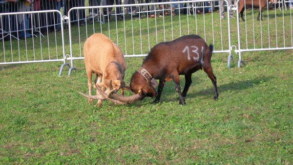 Batailles des Chèvres (Goat fight)