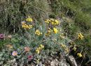 Artemisia - Exposition de plantes et fleurs de montagne