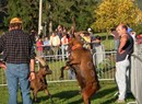 Finale Concours Batailles des Chèvres (Ziegenkampf)