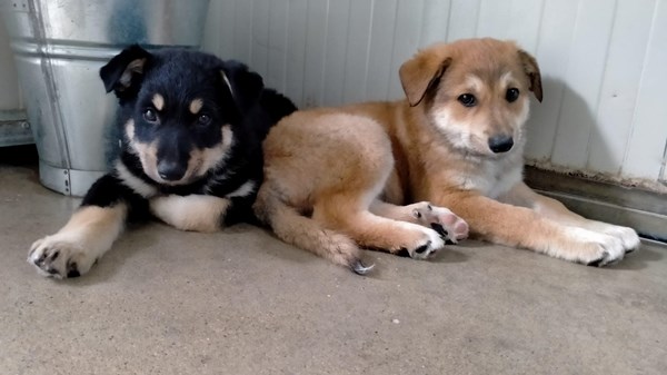 Une montagne de crêpes