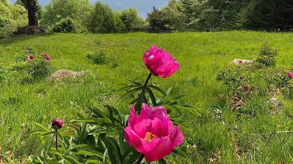 Alla scoperta delle peonie