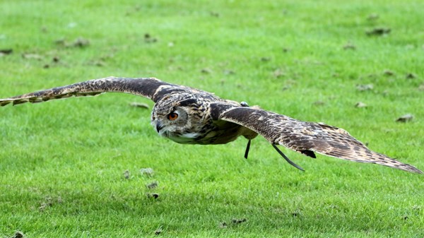 Falconry