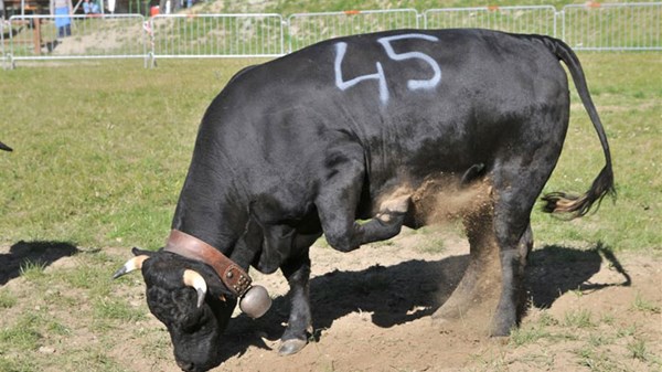 RIMANDATA - Bataille de moudzons (Combattimenti tra manze) e Antica Fiera del Bestiame
