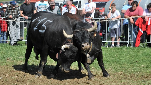 SUSPENDED - Batailles de Reines - cow fights -  Aosta Valley and Piedmont