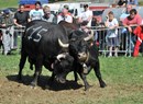 Batailles de Reines - Kuhkämpfe - Aostatal und Piemont