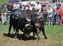 Batailles de Reines - peleas de vacas - Valle de Aosta y Piamonte