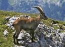 Following the King of the Alps: the ibex