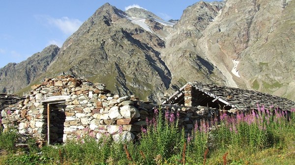 Giardini fioriti d'alta quota - Escursione pomeridiana all'Alpe Bayette