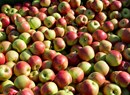 Mele Vallée - Muestra mercado sobre las manzanas