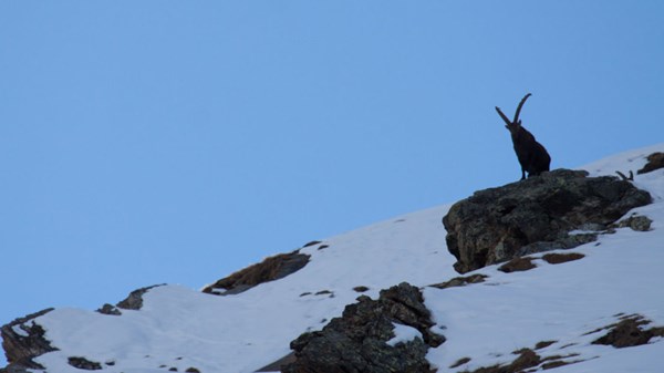 Snowshoe hike to Paradise  - TrekAlps hiking Guides