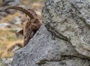 Safari hike in the Gran Paradiso National Park