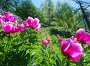 La journée de la pivoine - Randonnée gratuite