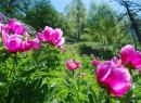 A day dedicated to the flowering of peonies – Free hike 
