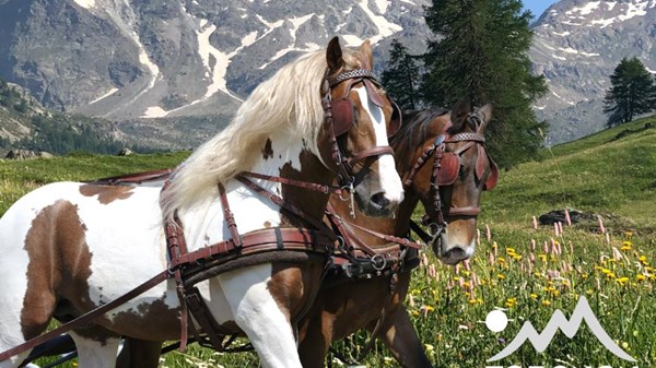 Panoramic carriage ride