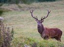 A spasso con il Museo - Bramito del cervo