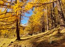 Shinrin - yoku... il potere benefico degli alberi