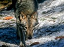 Ciaspolupo - Una giornata con il ricercatore