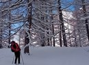 In the woods on snowshoes