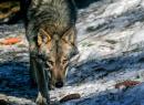 The wolf in Aosta Valley -  A day with the searcher