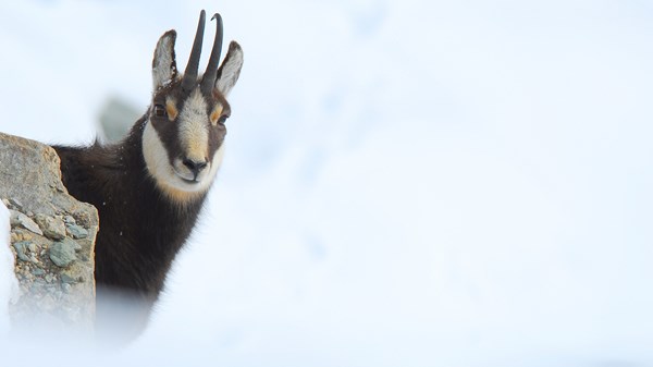 Presentazione del libro: "Il respiro delle Alpi"