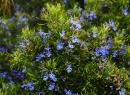 Botanical May: Cyanotype