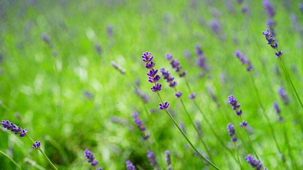 Alla ricerca delle erbe officinali - minestroni primaverili