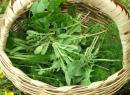 Recognize Food wild herbs