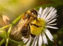 Bee Day - Fénis