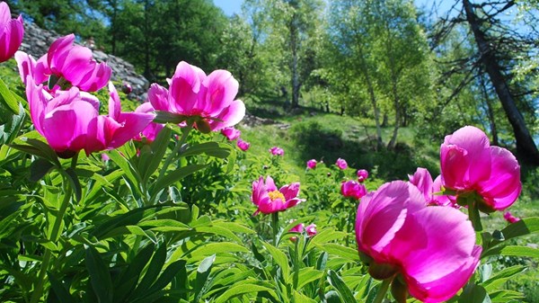 A day dedicated to the flowering of peonies – Free hike 