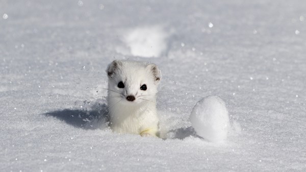 Il piccolo re delle nevi