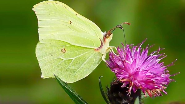 Il magico mondo delle farfalle 
