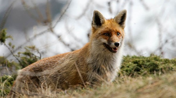 Il Parco per tutti: visita guidata per l'osservazione della Fauna