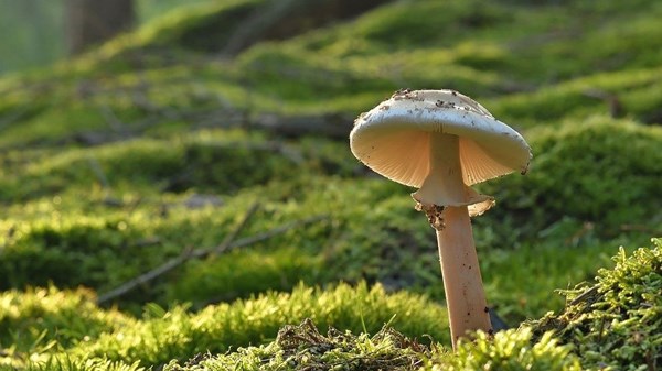 Corso di introduzione allo studio dei funghi
